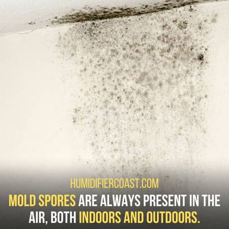 Mold spores - Can A Humidifier Cause Mold In A Room