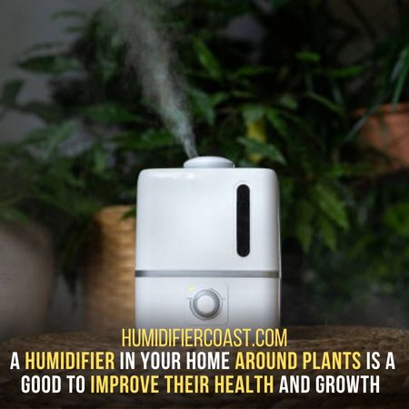 Houses Are Dryer Places But A Humidifier Can Manage - Why Are Humidifiers Good For Plants