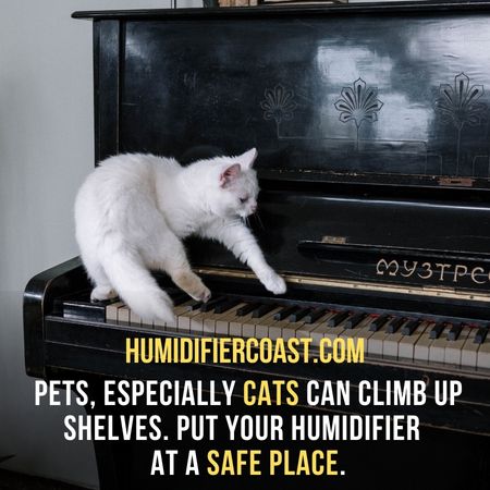 Pets, especially cats, can climb up shelves with ease. So, put your humidifier in a safe place - Are Ultrasonic Humidifiers Safe For Pets?