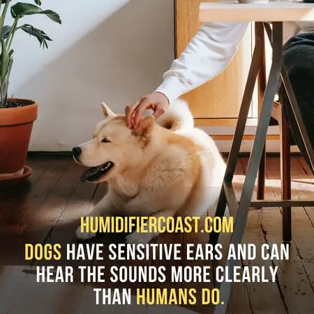 Dogs have sensitive ears and can hear the sounds more clearly than humans - Are Ultrasonic Humidifiers Safe For Pets?