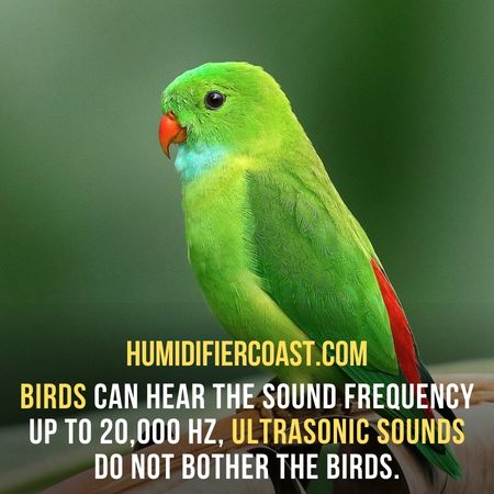 Birds can hear the sound frequency up to 20,000 Hz. Ultrasonic sounds do not bother the birds. - Are Ultrasonic Humidifiers Safe For Pets?