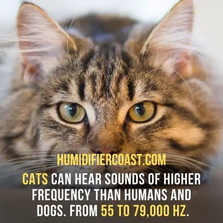 Cats can hear sounds of higher frequency than humans and dogs. From 55 to 79,000 Hz - Are Ultrasonic Humidifiers Safe For Pets?