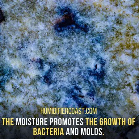 Bacteria and mold