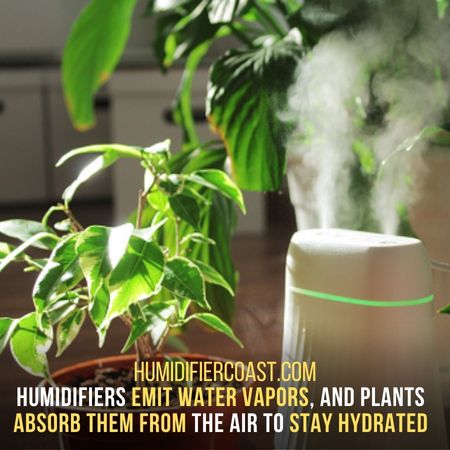  Plants Need More Humidity Than Humans - Why Are Humidifiers Good For Plants