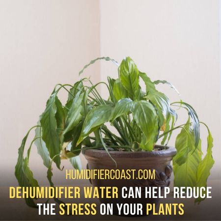Can You Use Dehumidifier Water For Plants? 